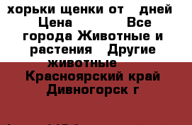 хорьки щенки от 35дней › Цена ­ 4 000 - Все города Животные и растения » Другие животные   . Красноярский край,Дивногорск г.